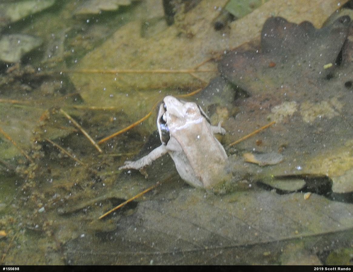 Wood Frog