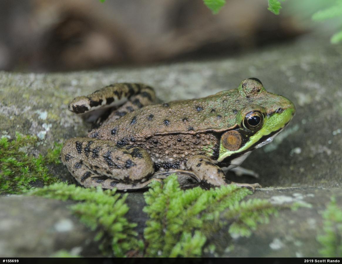 Green Frog