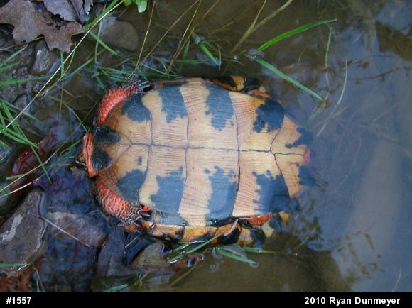 Wood Turtle
