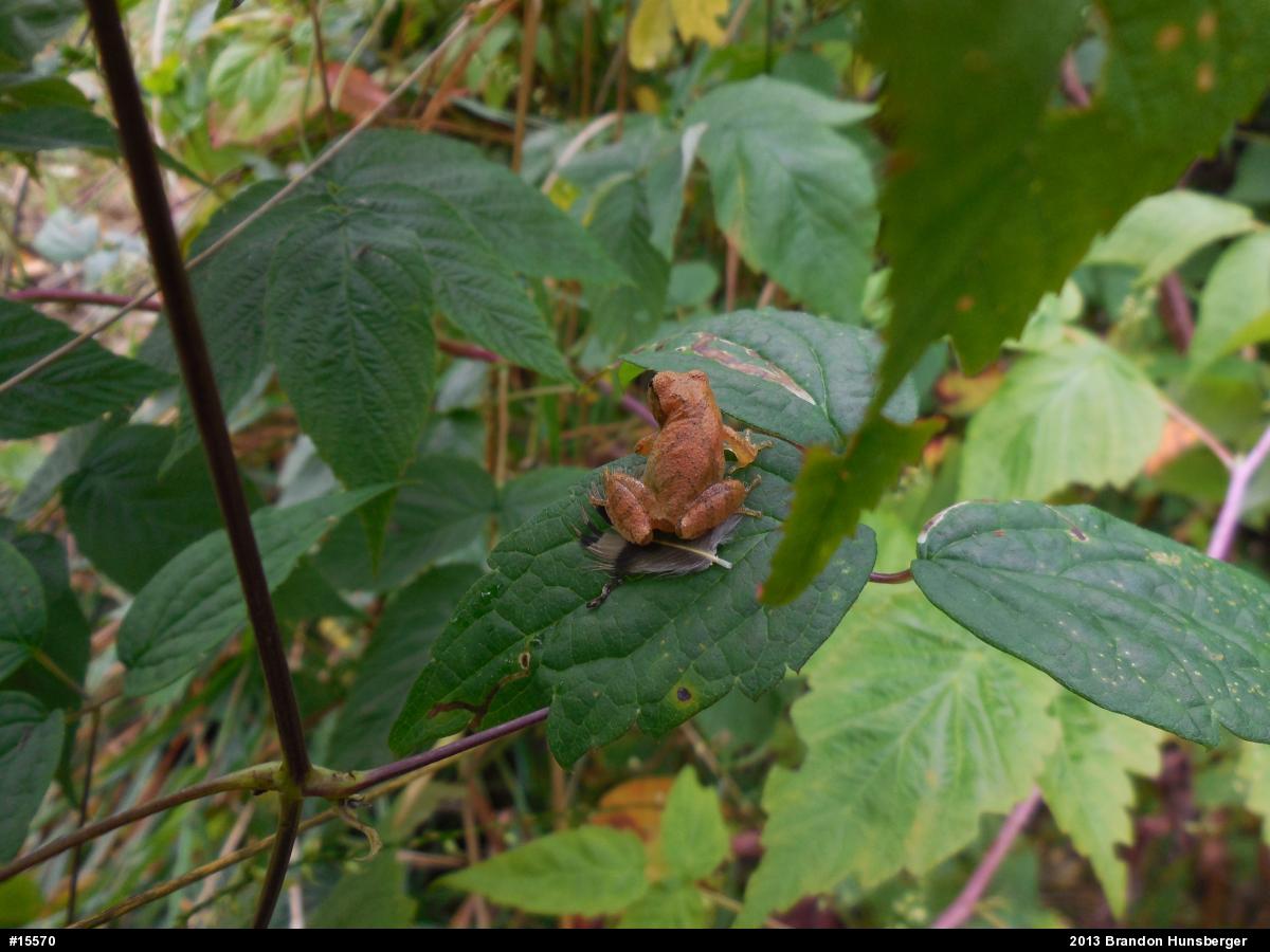 Spring Peeper