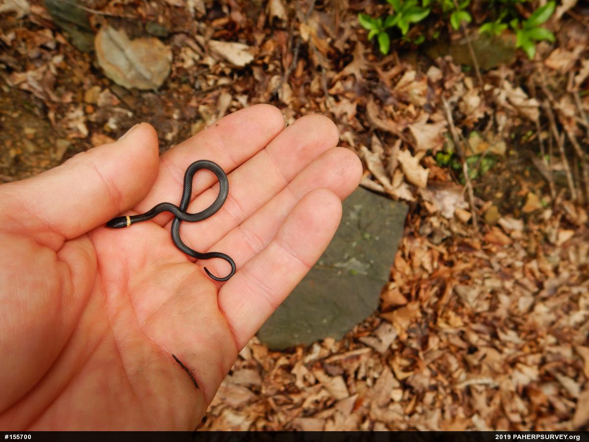 Northern Ring-necked Snake