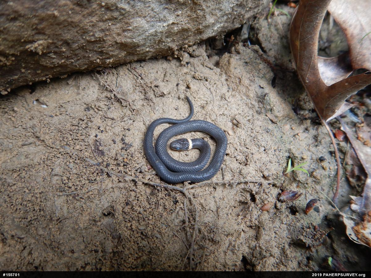 Northern Ring-necked Snake