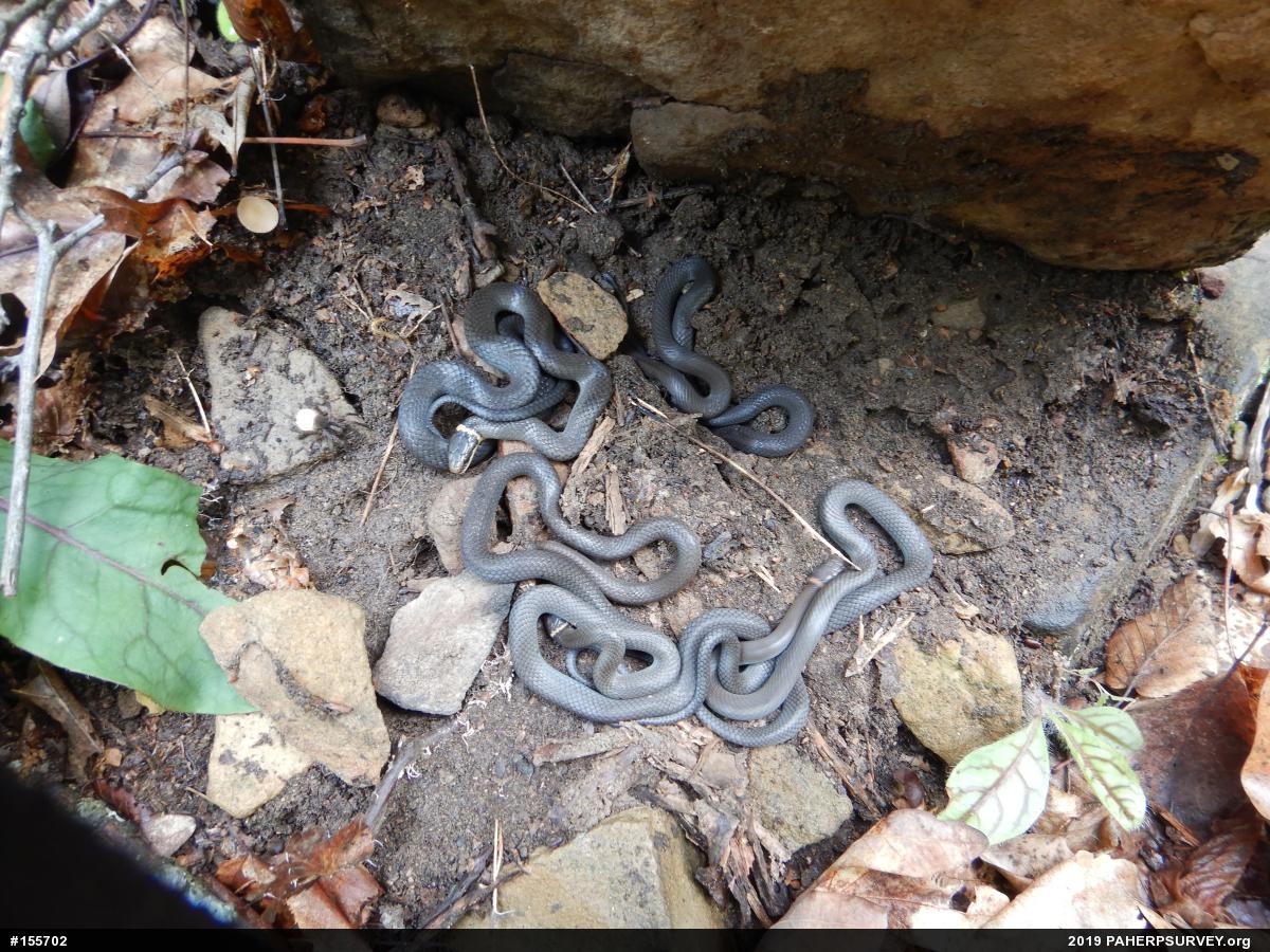 Northern Ring-necked Snake