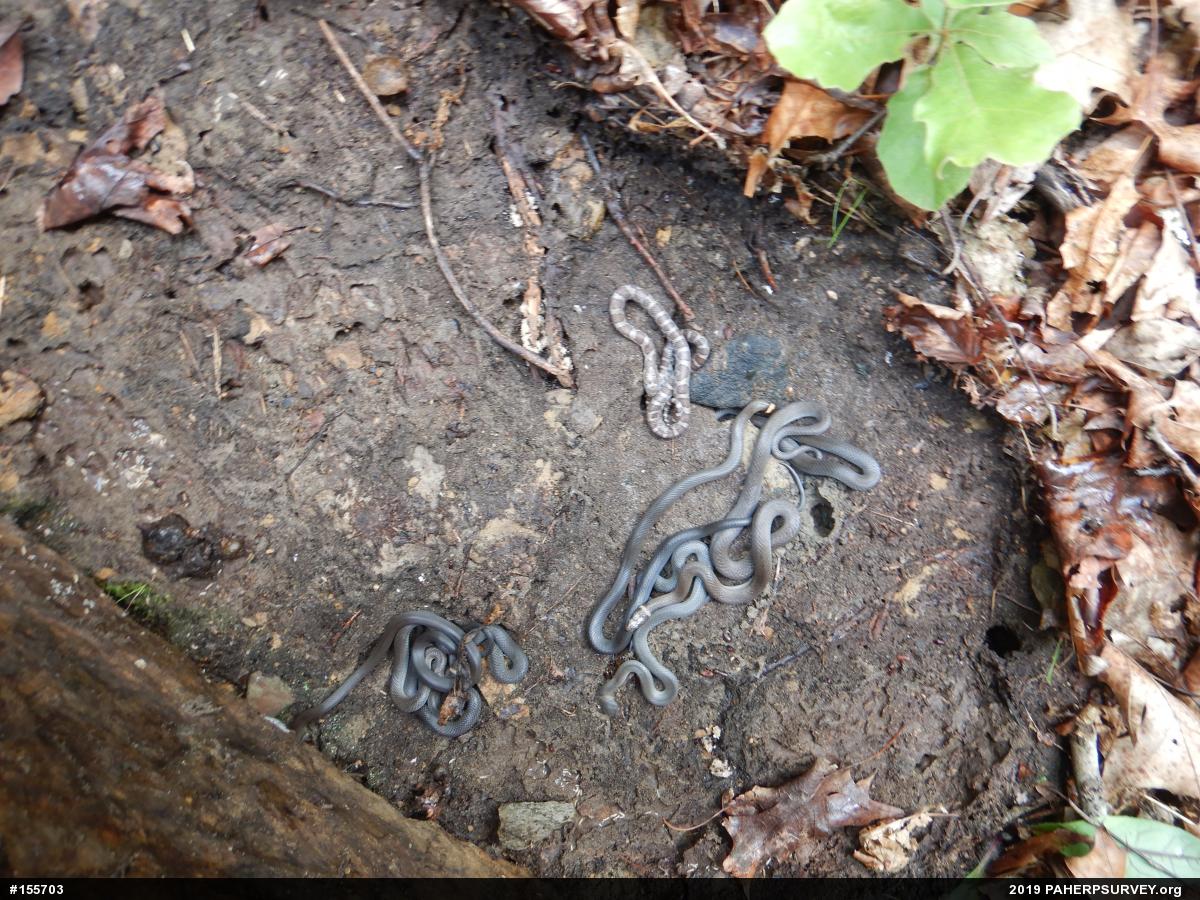 Northern Ring-necked Snake