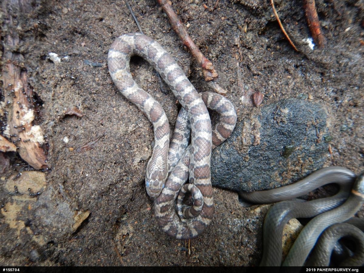 Eastern Milksnake