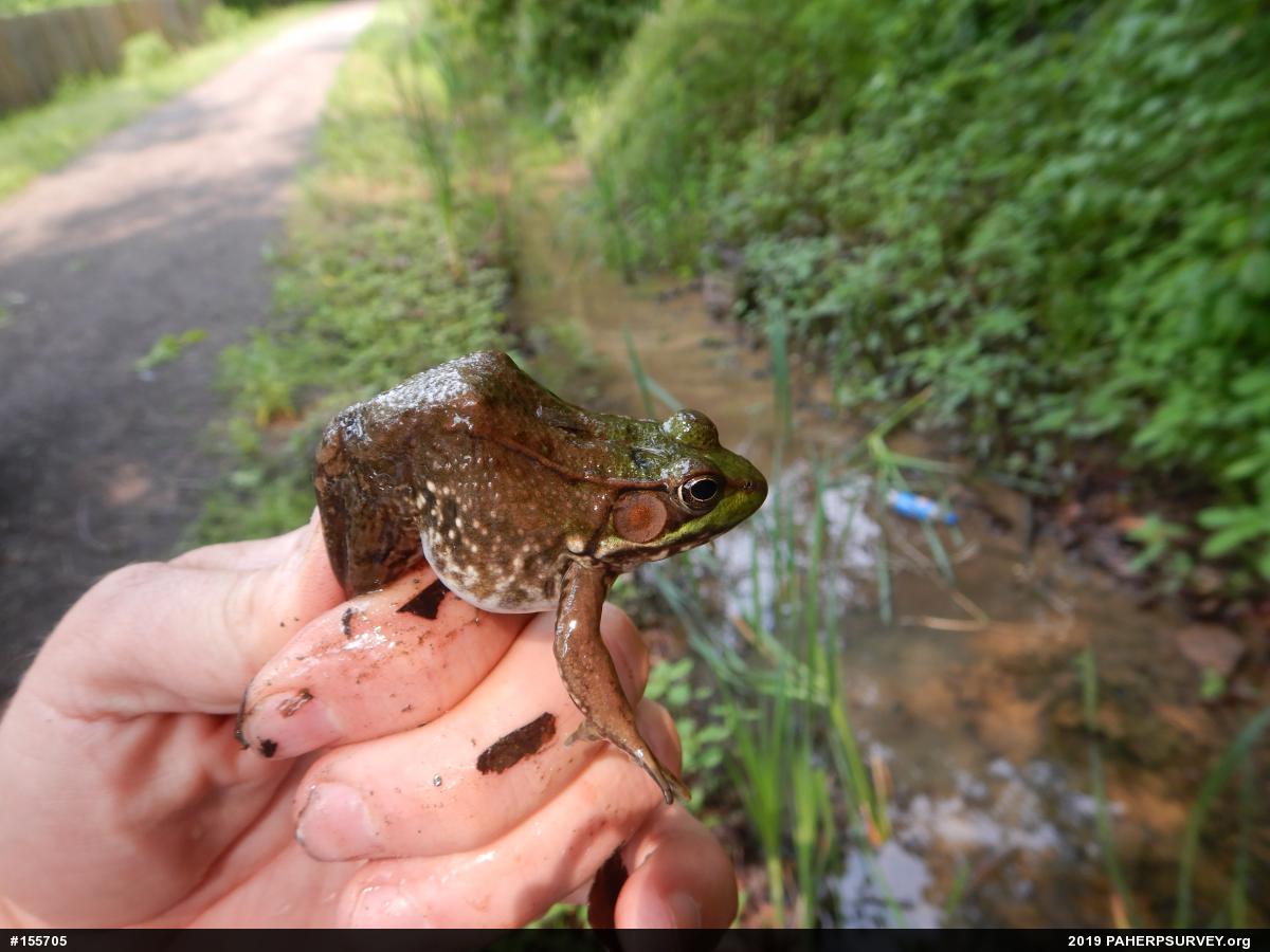 Green Frog