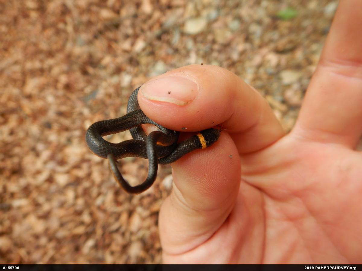 Northern Ring-necked Snake