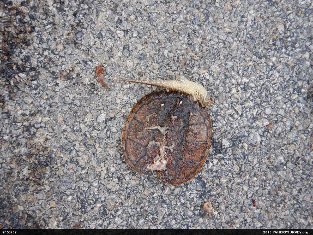 Snapping Turtle