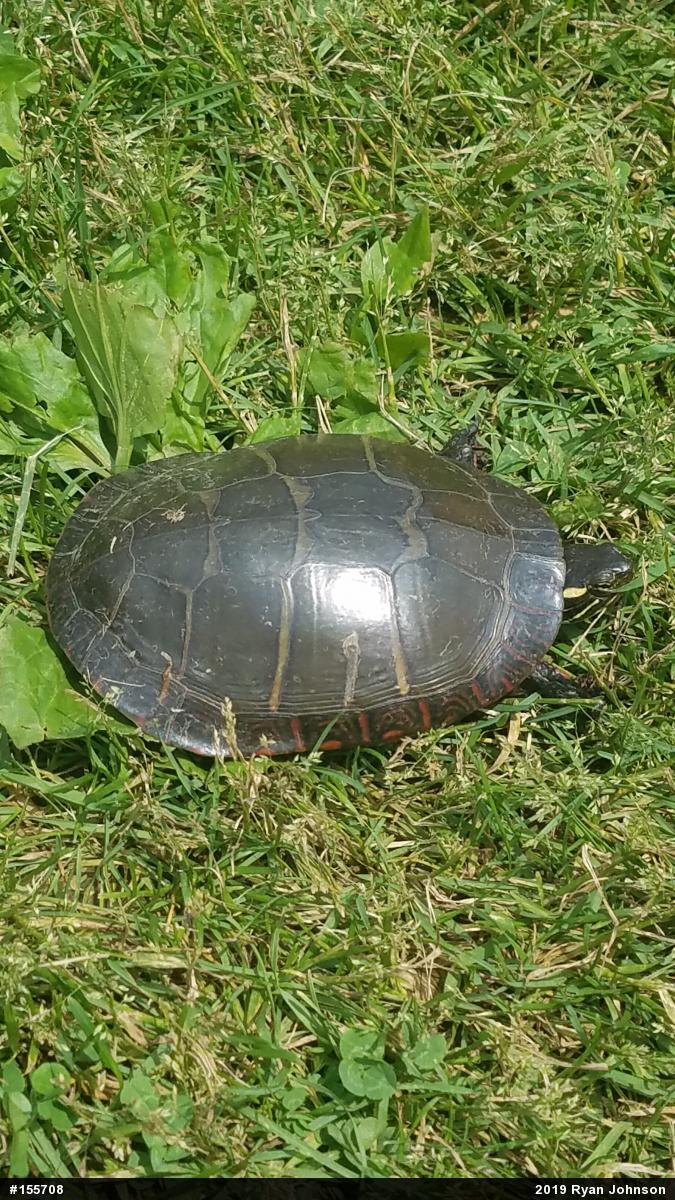 Painted Turtle