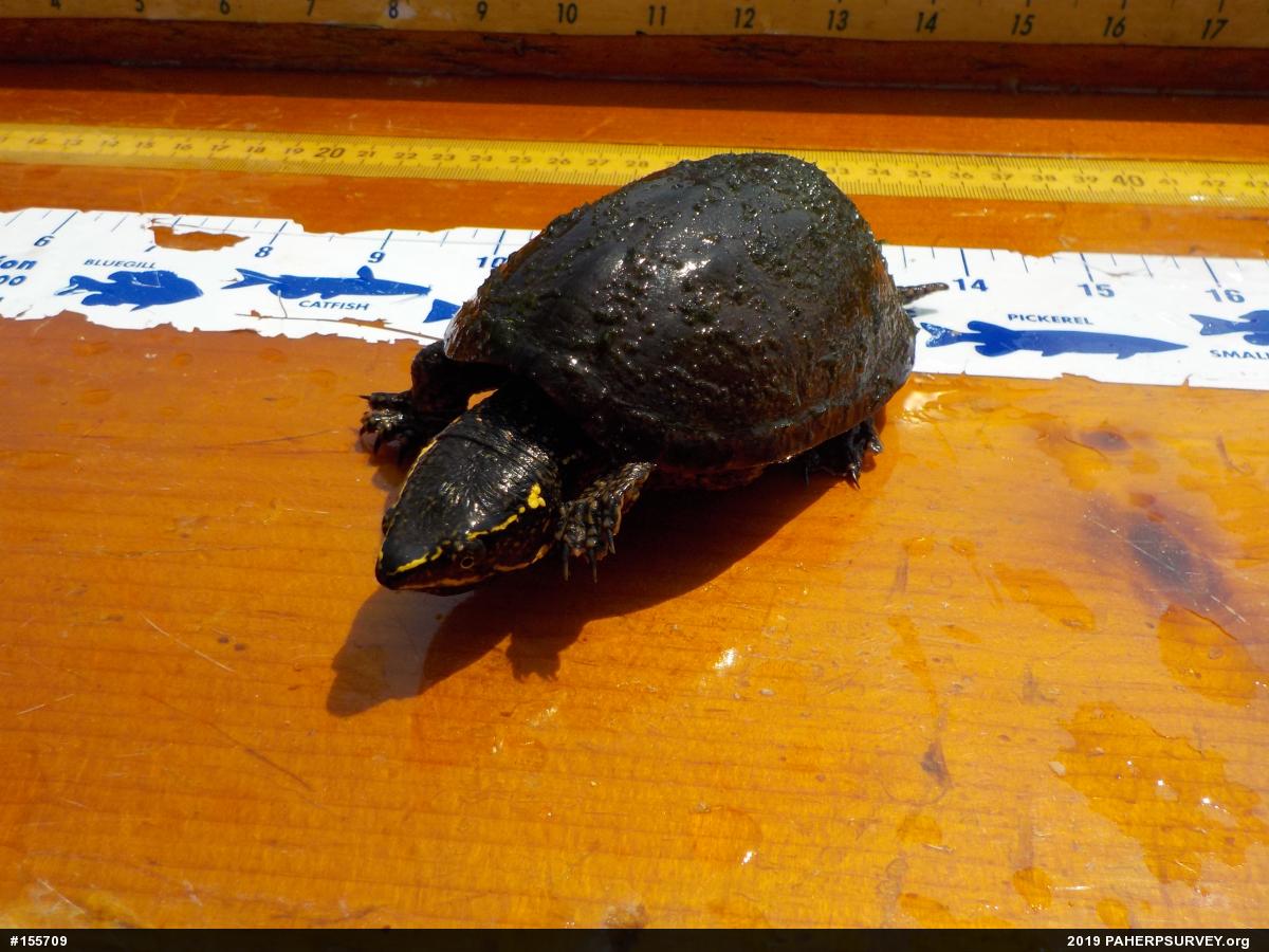 Eastern Musk Turtle