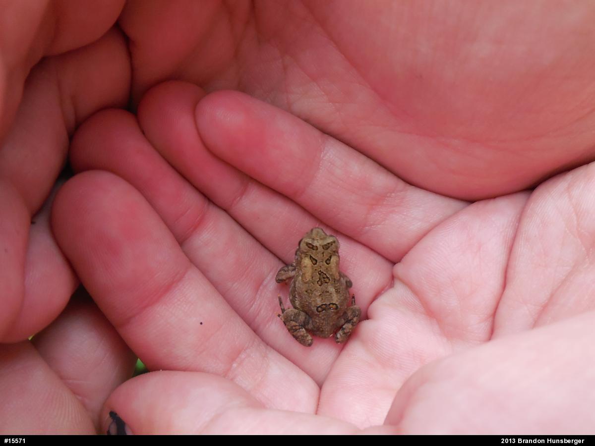 True Toads