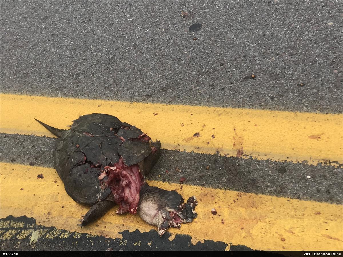 Snapping Turtle