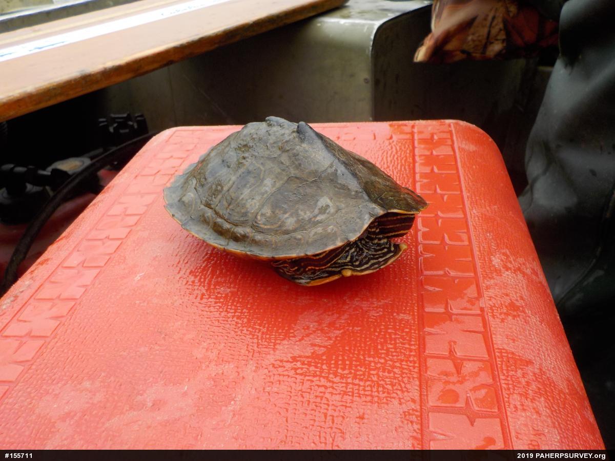 Northern Map Turtle