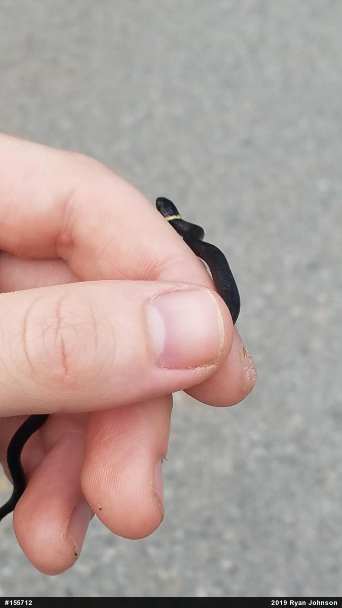 Northern Ring-necked Snake