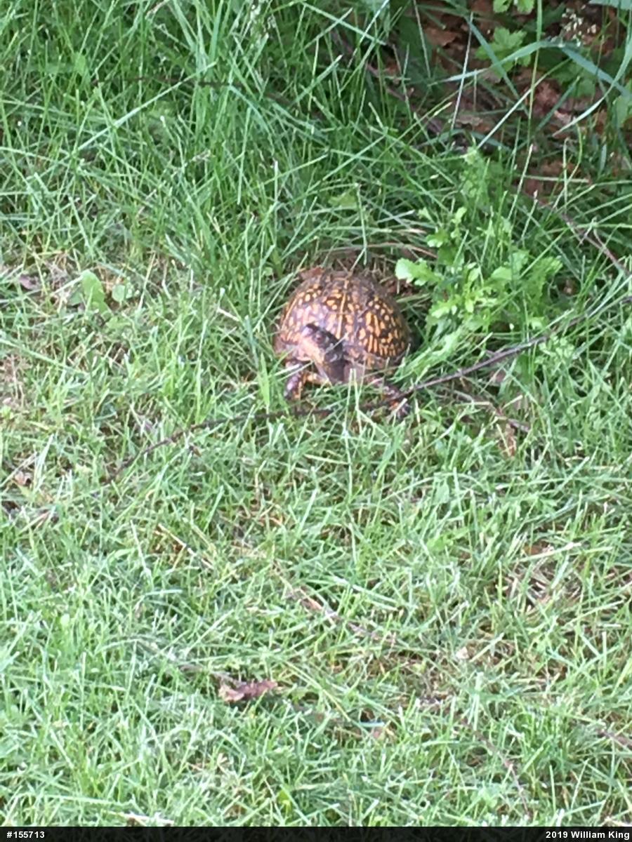Eastern Box Turtle