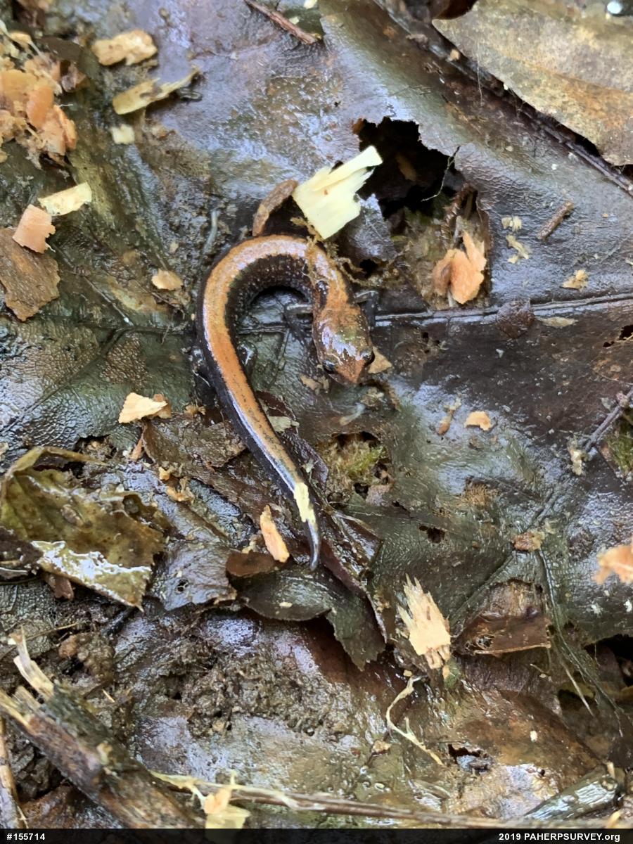 Eastern Red-backed  Salamander