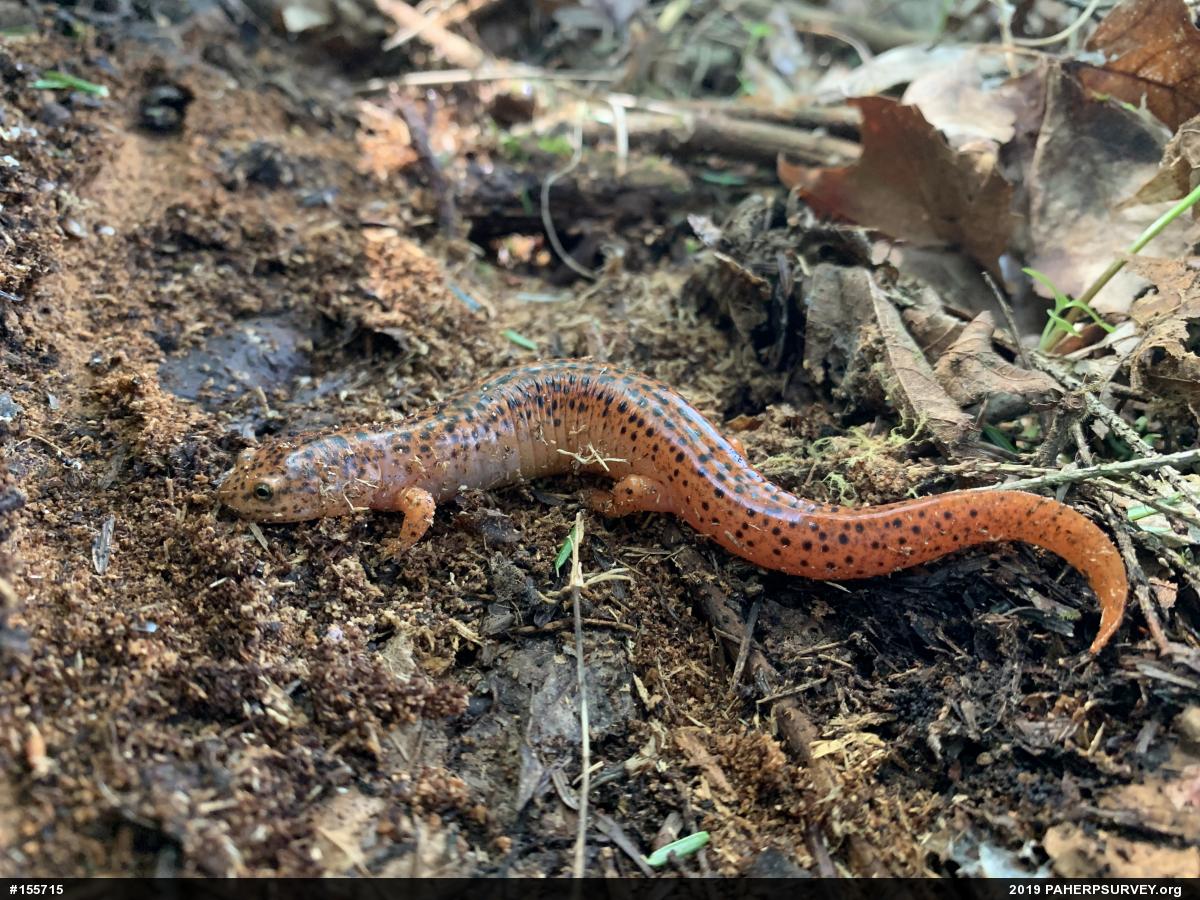 Northern Red Salamander