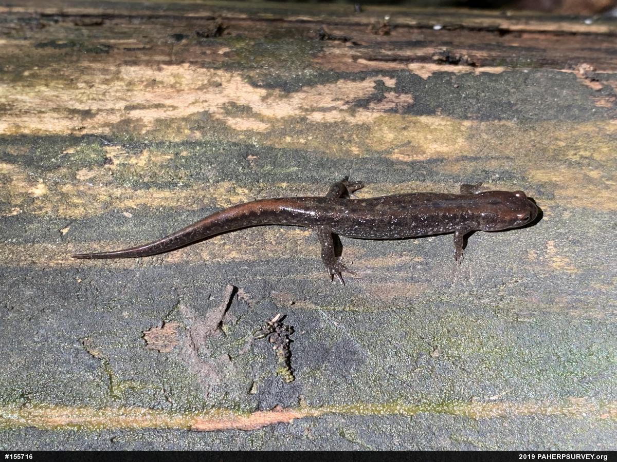 Northern Dusky Salamander