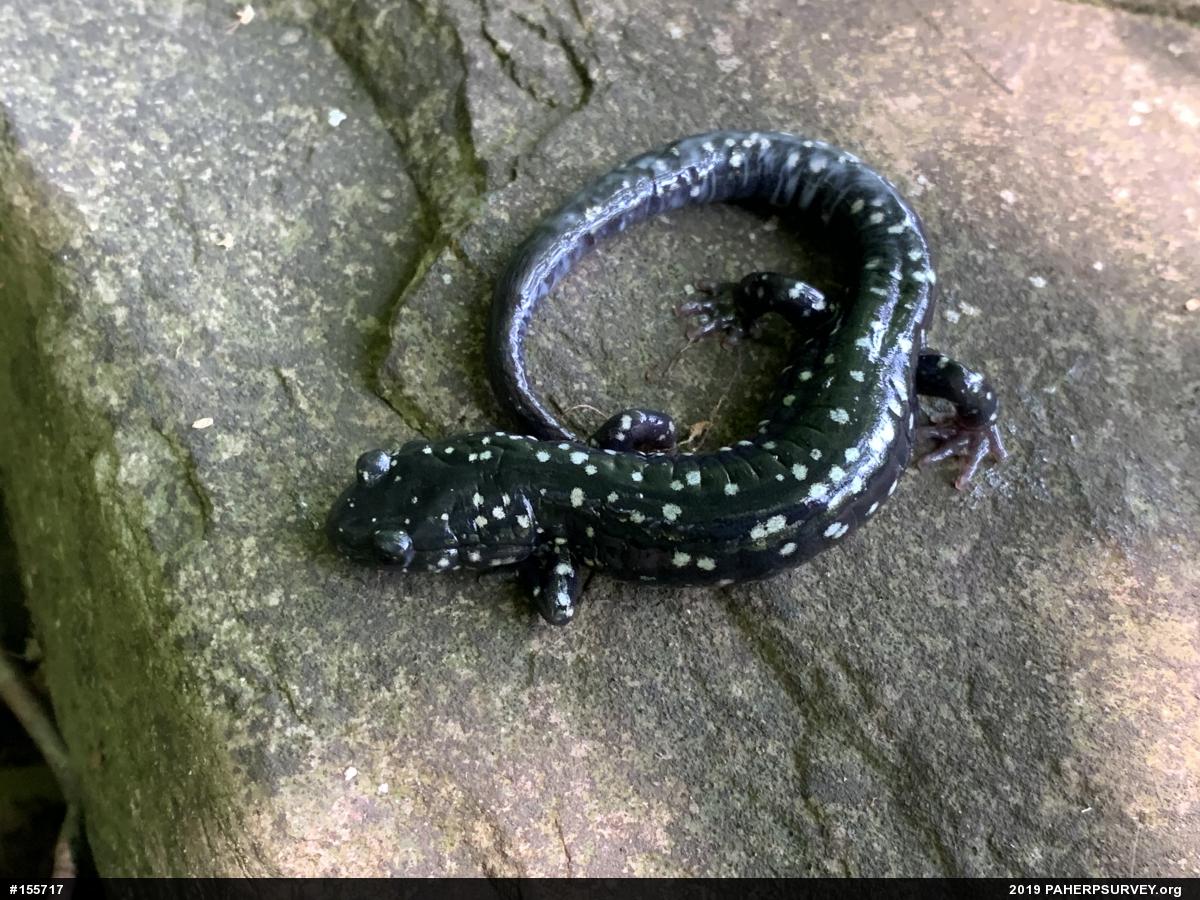 Northern Slimy Salamander