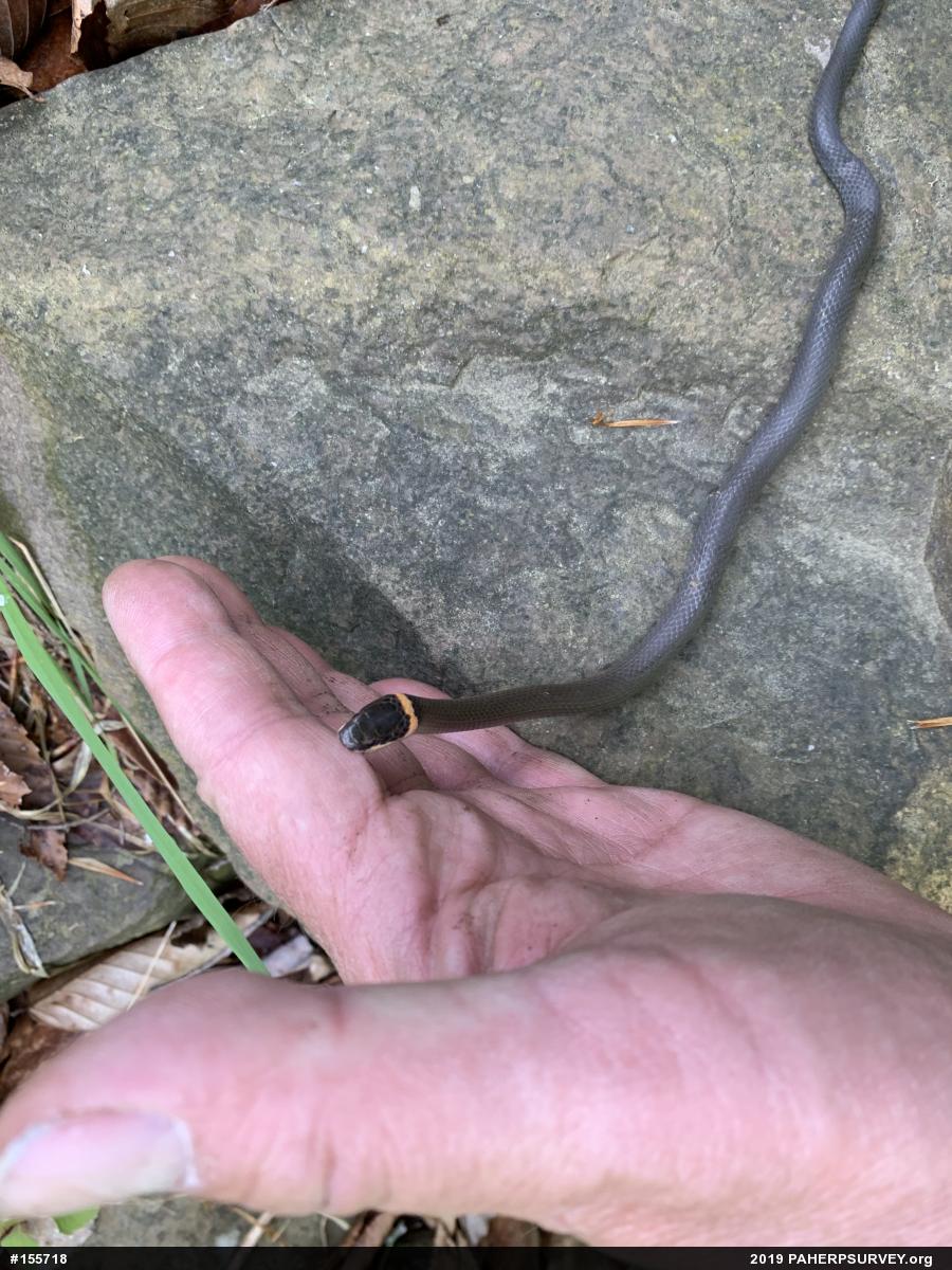 Northern Ring-necked Snake