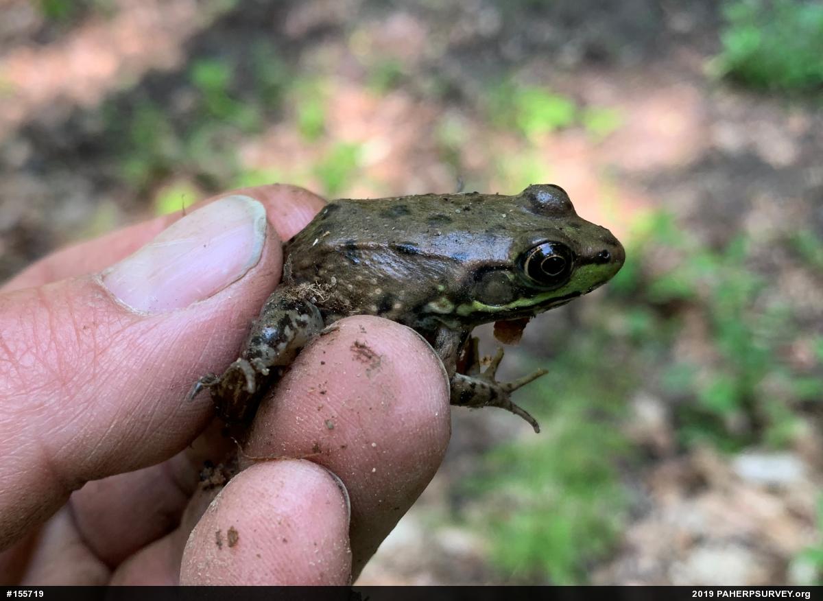 Green Frog