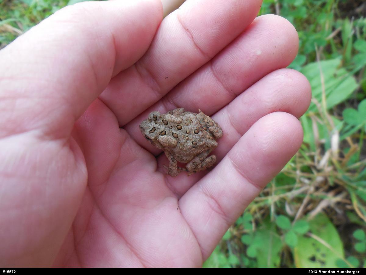 Eastern American Toad
