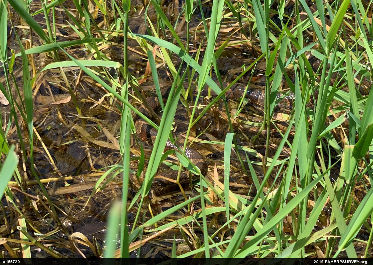 Northern Watersnake