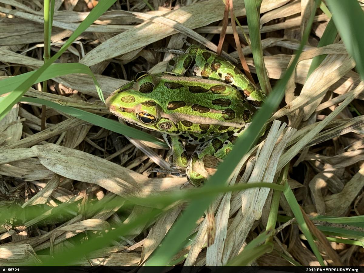 Northern Leopard Frog