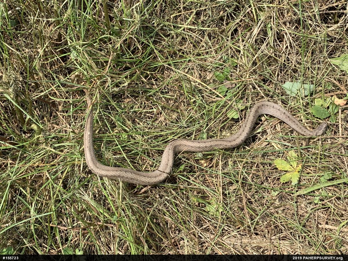 Dekay's Brownsnake