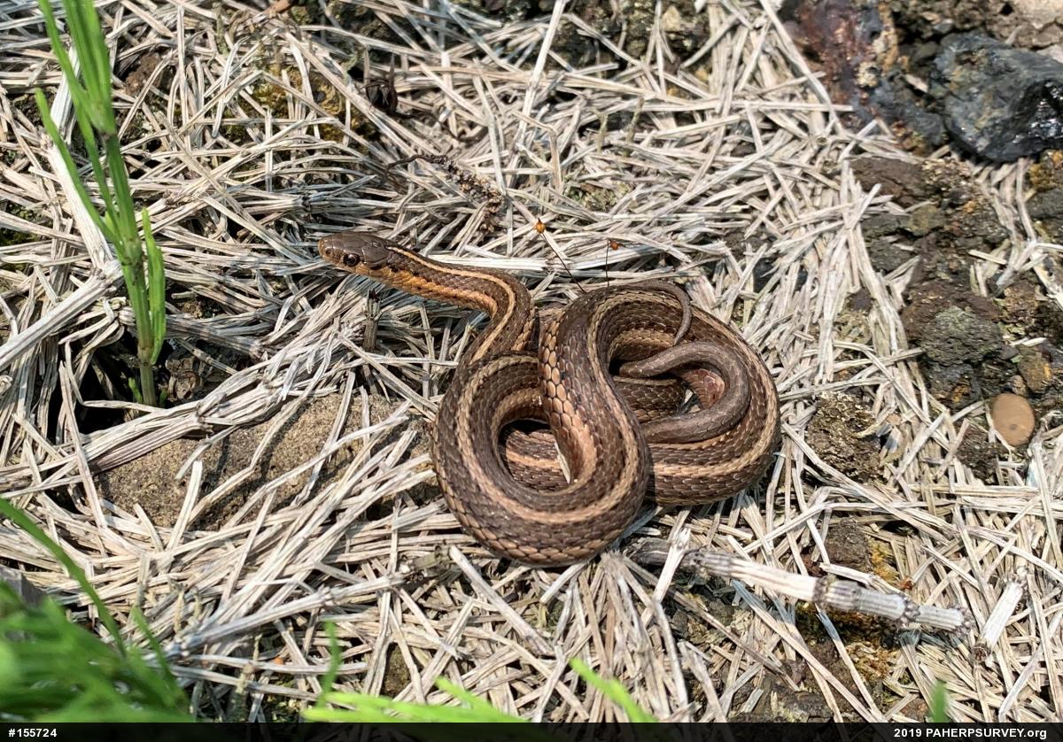 Shorthead Gartersnake