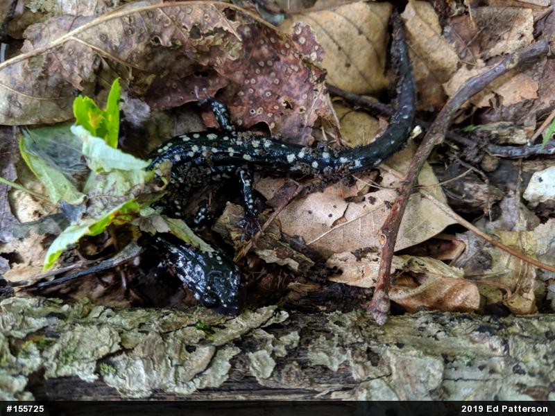 Northern Slimy Salamander