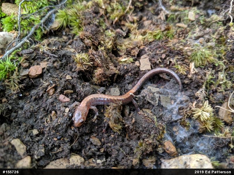 Eastern Red-backed  Salamander