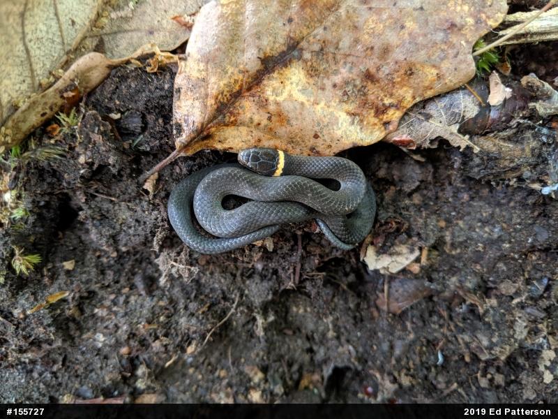 Northern Ring-necked Snake