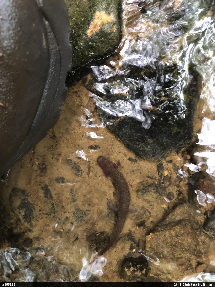 Northern Spring Salamander