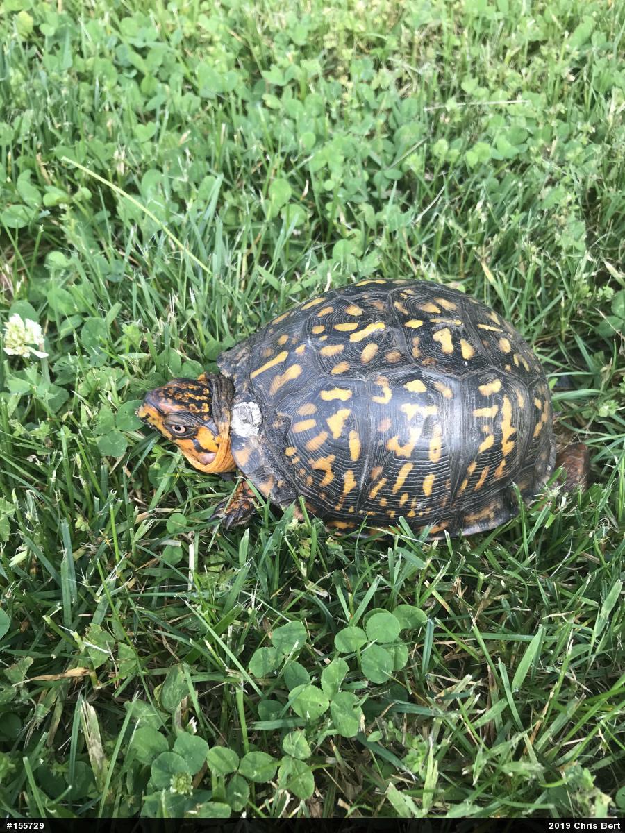 Eastern Box Turtle