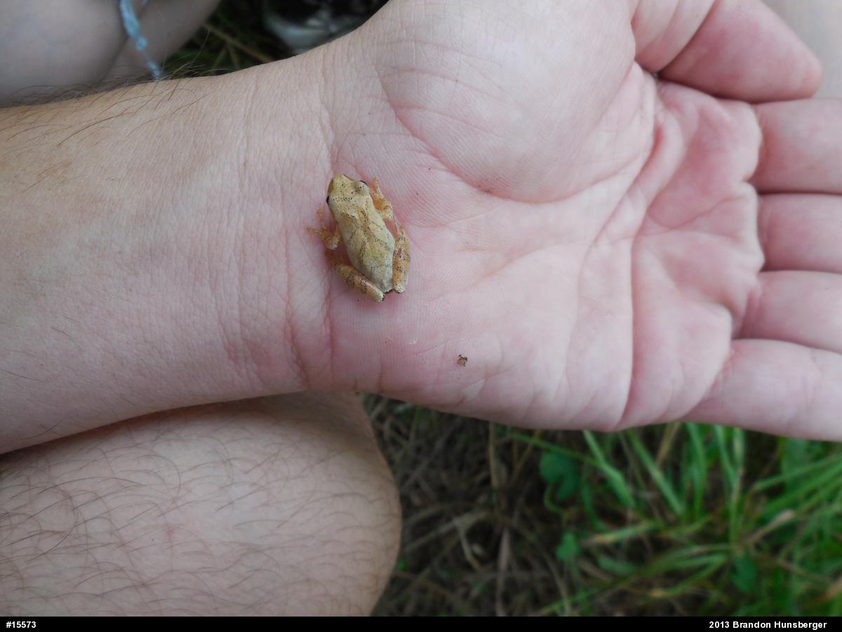 Spring Peeper