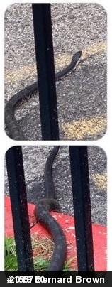 Eastern Ratsnake
