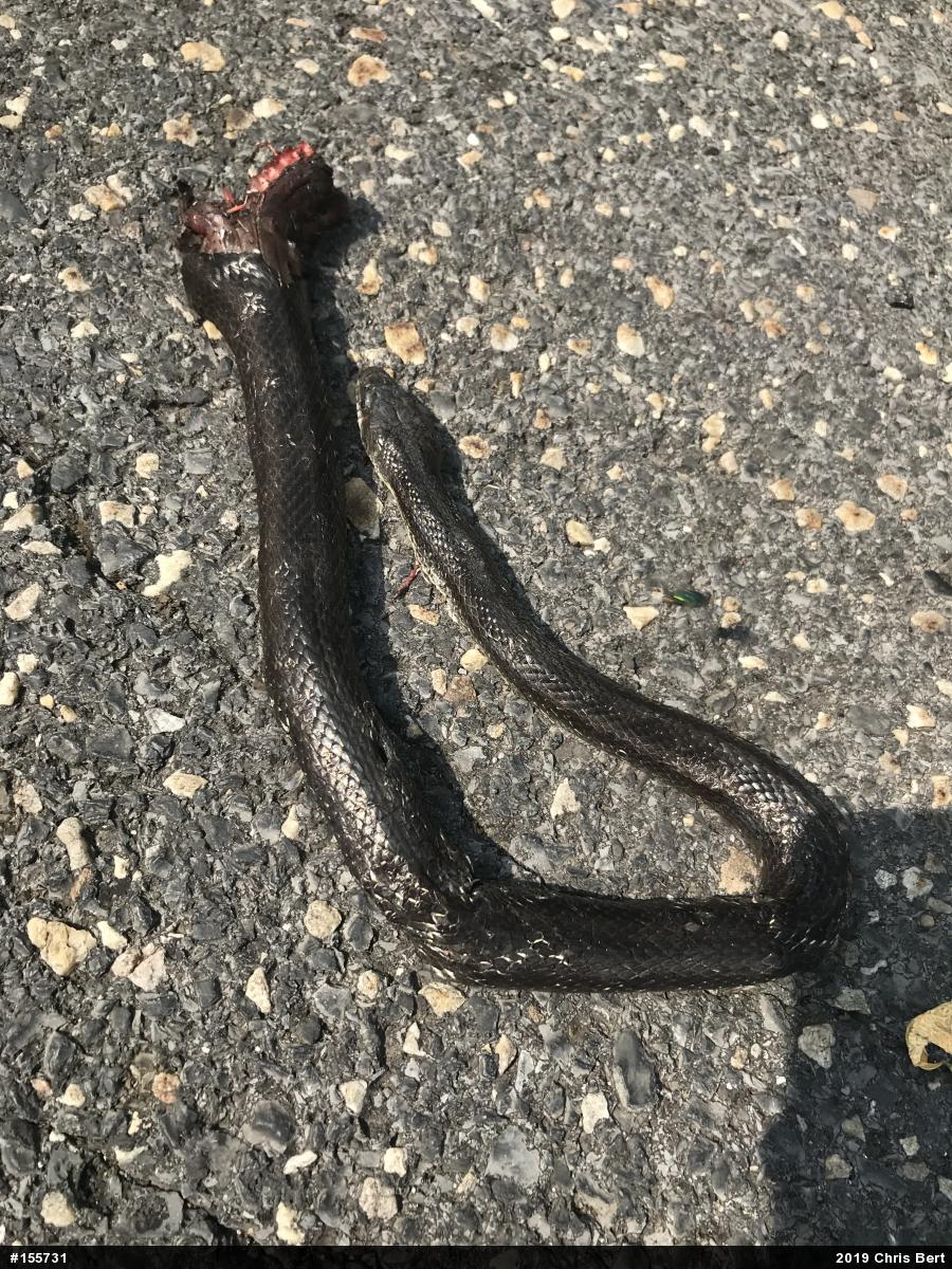 Eastern Ratsnake