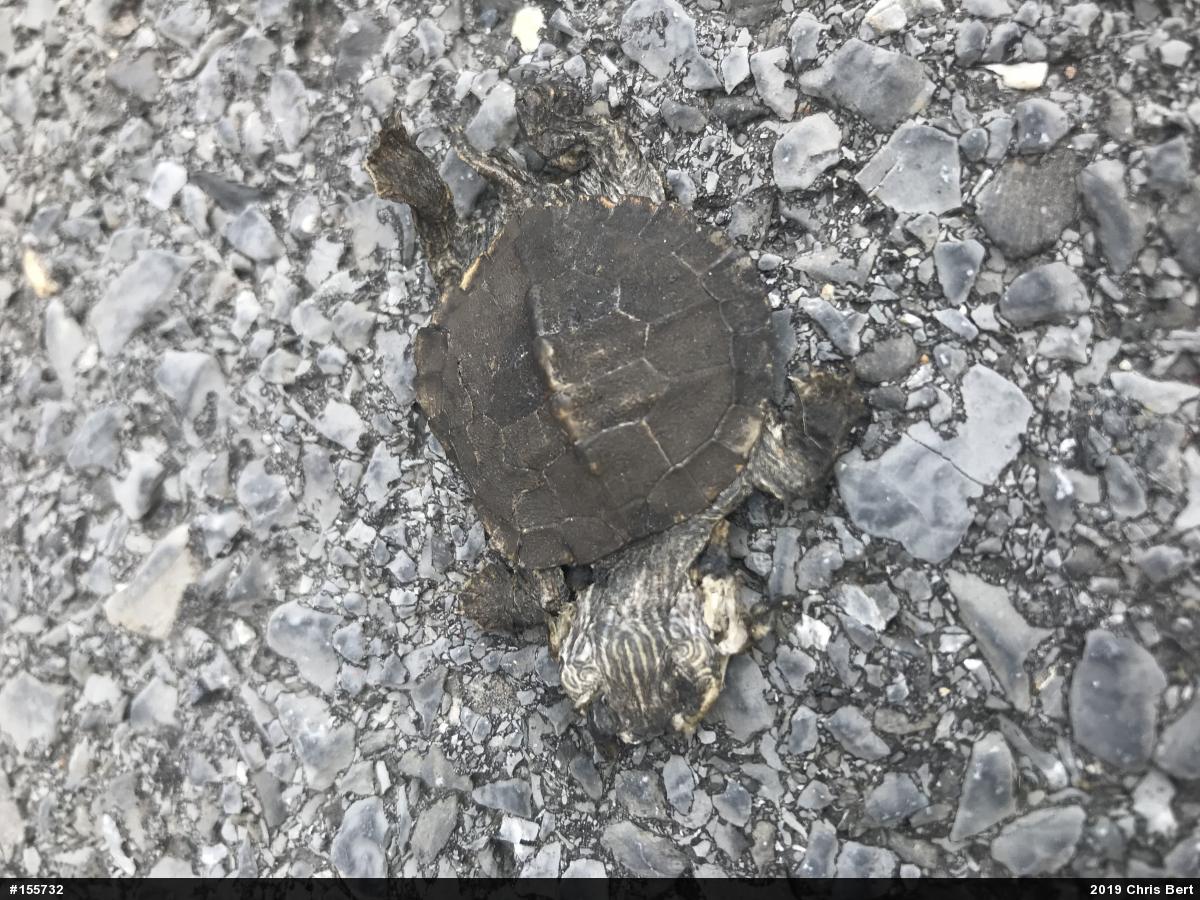 Northern Map Turtle