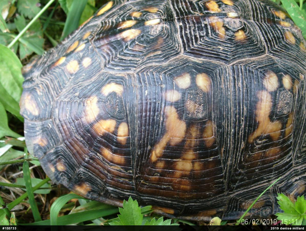 Eastern Box Turtle