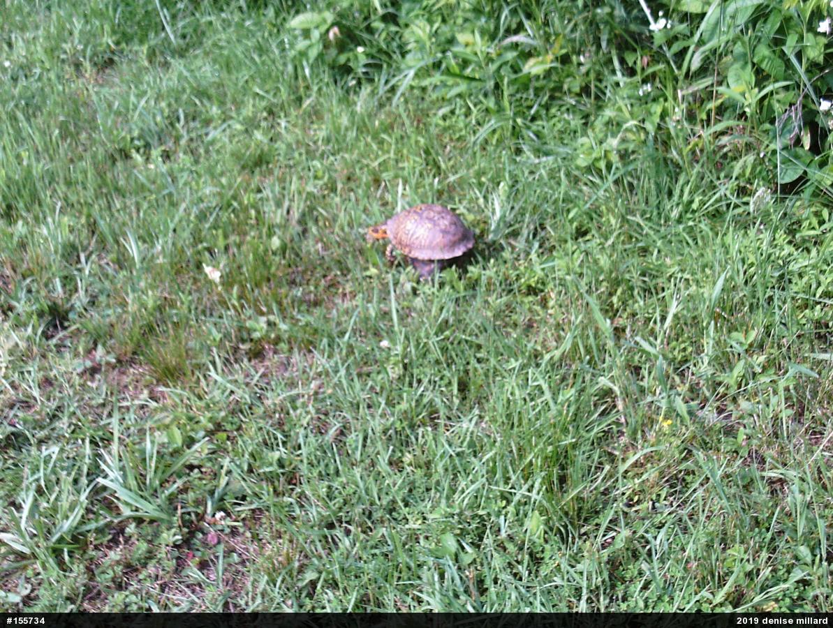 Eastern Box Turtle