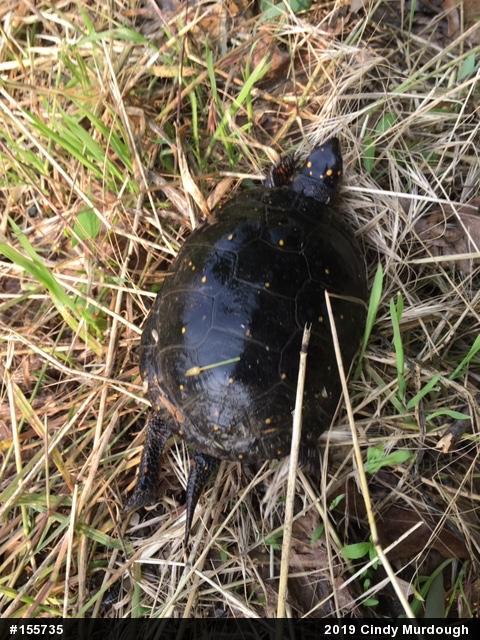 Spotted Turtle