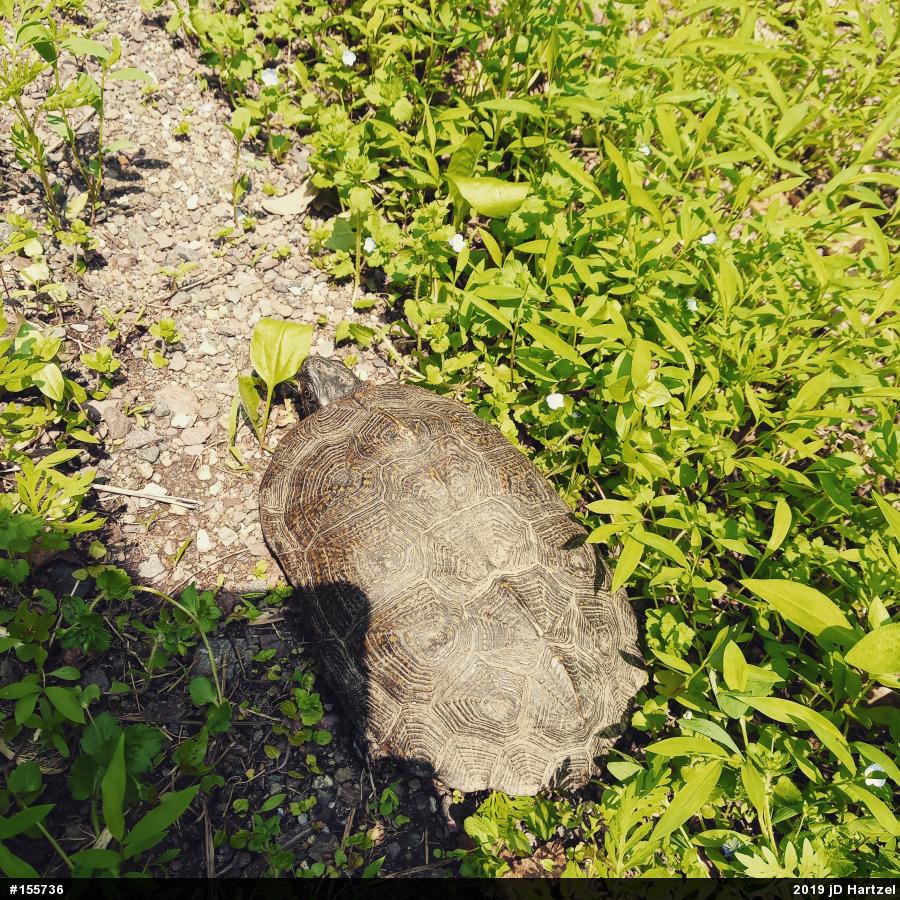 Wood Turtle