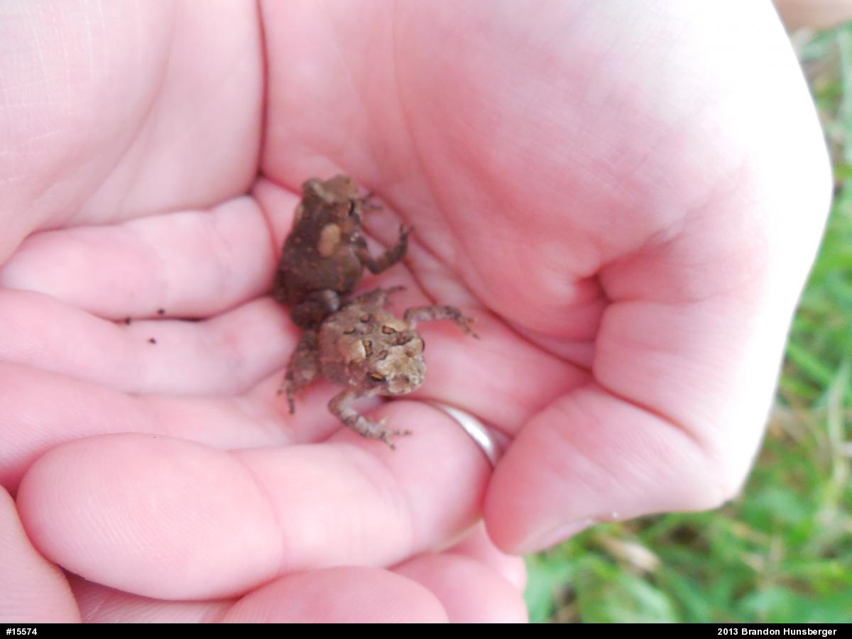 Eastern American Toad