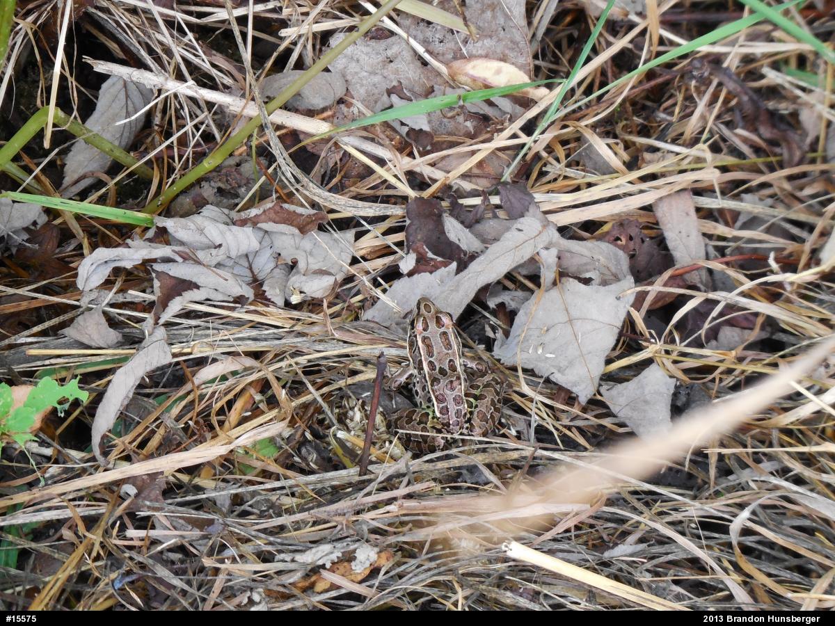 Northern Leopard Frog