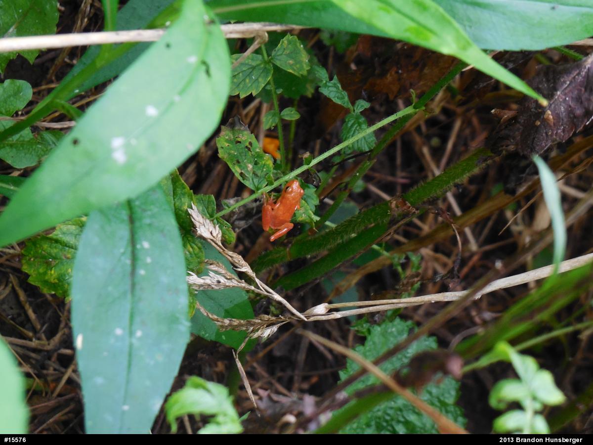 Spring Peeper