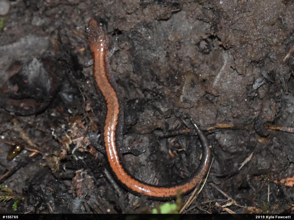 Eastern Red-backed  Salamander