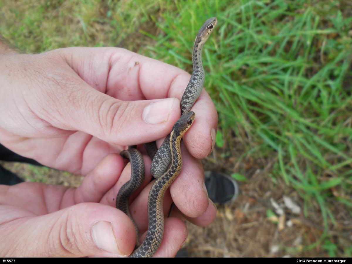 Eastern Gartersnake