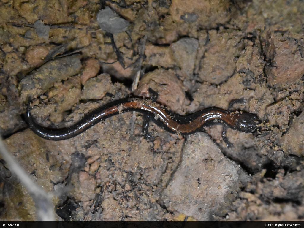 Eastern Red-backed  Salamander
