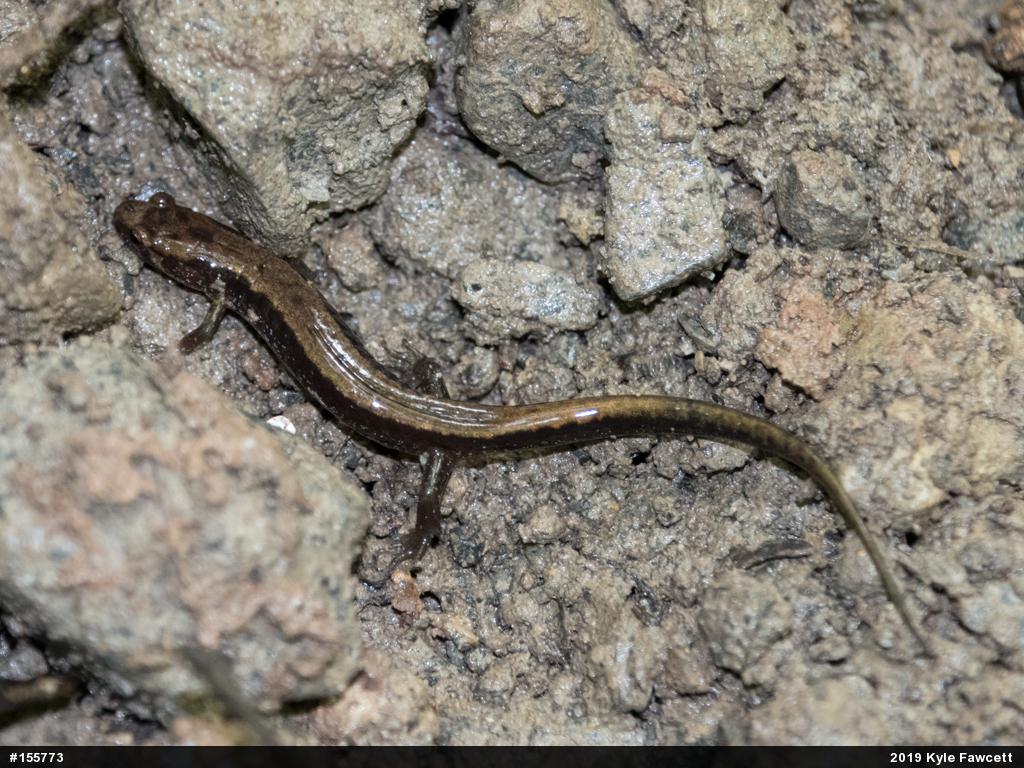 Allegheny Mountain Dusky Salamander